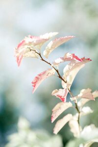 Leaf foliage branch