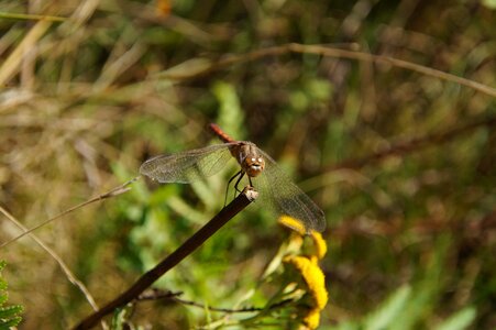 Animal nature small