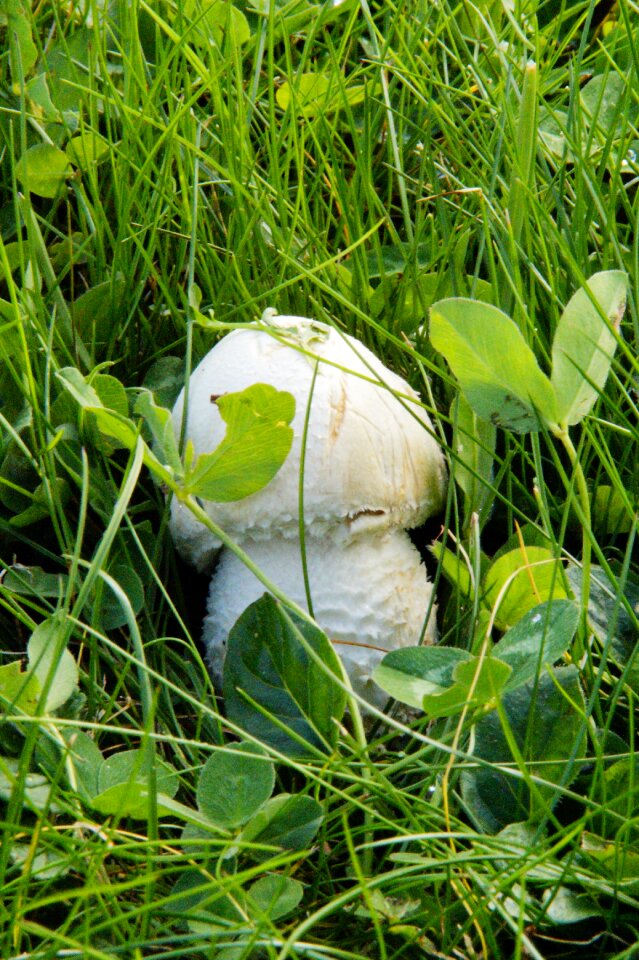 Grass meadow white mushroom