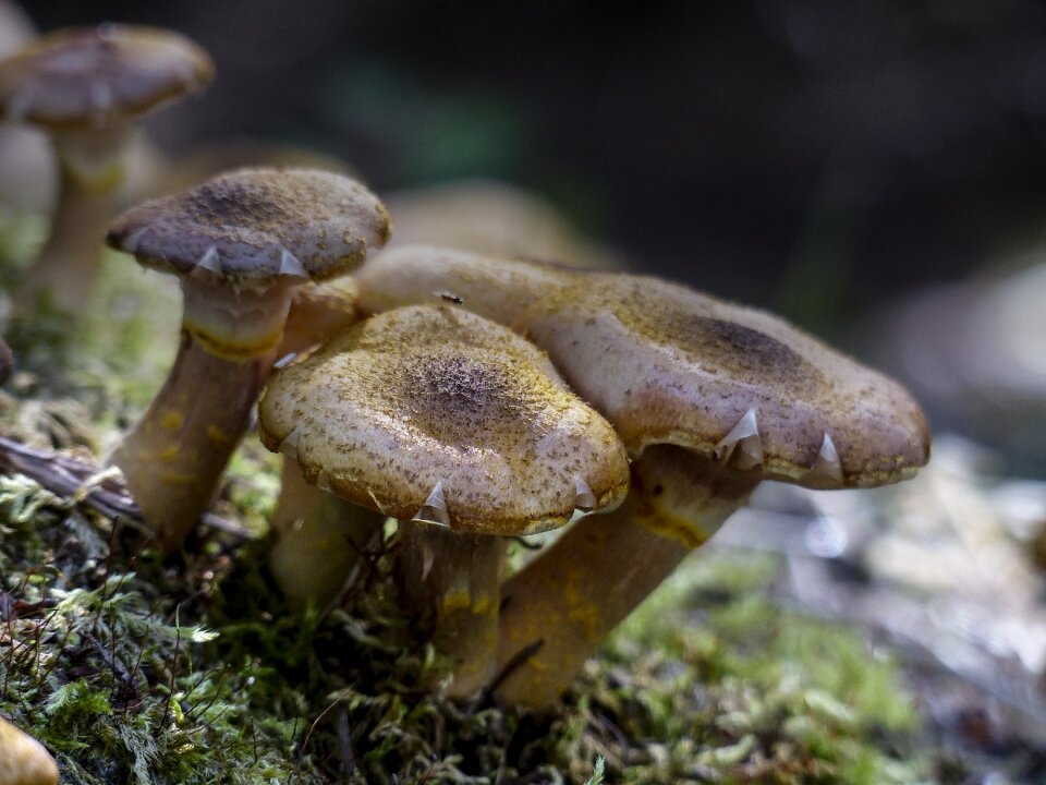 Season close-up cluster