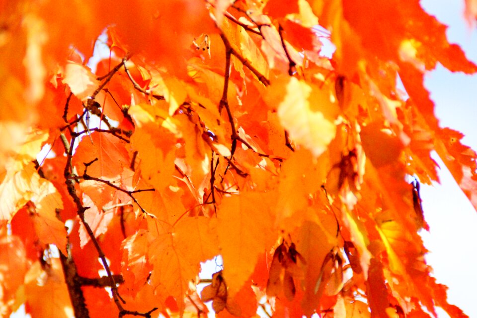 Golden autumn golden october leaves