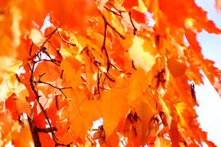 Golden autumn golden october leaves