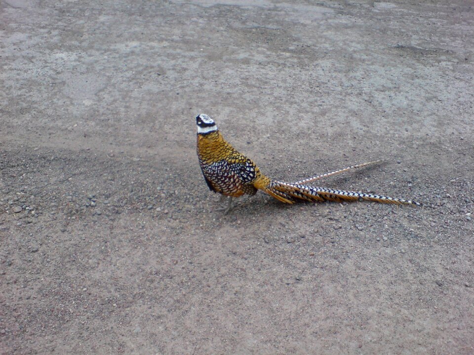Birds spring gravel