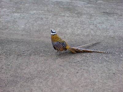 Birds spring gravel