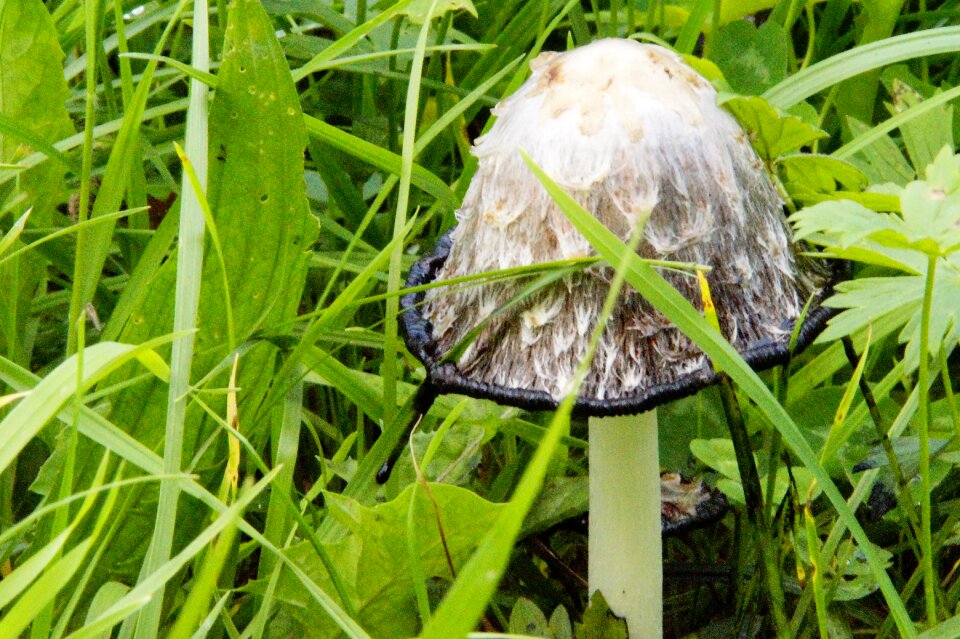 Autumn mushroom time comatus photo