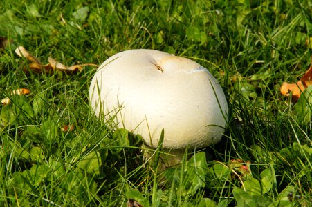 In the grass white mushroom cap photo