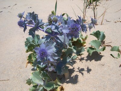 Algarve ilia farol nature