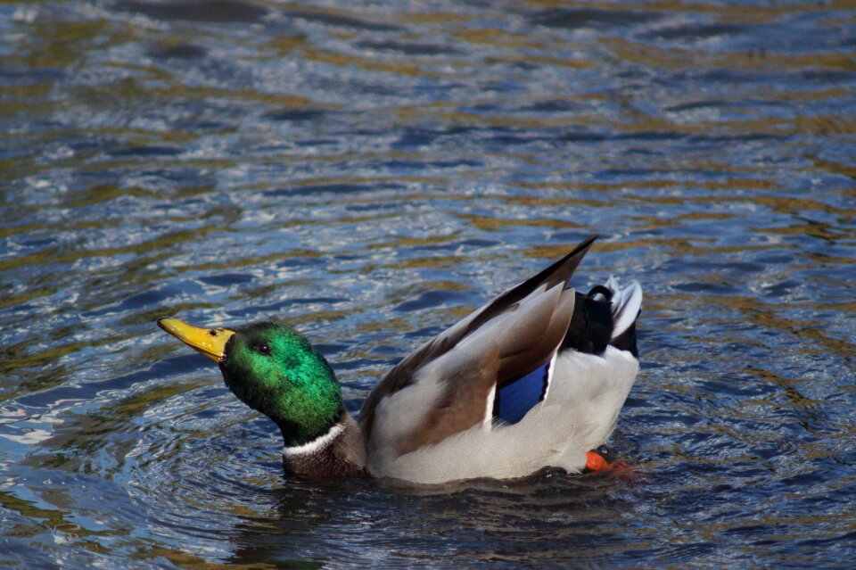 Duck wing nature