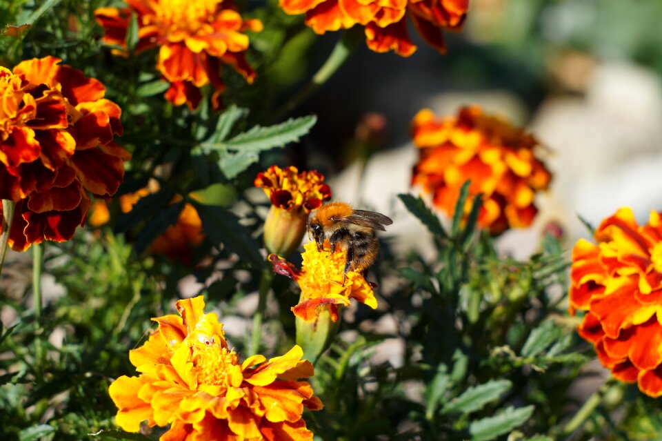 Hummel insect pollen photo