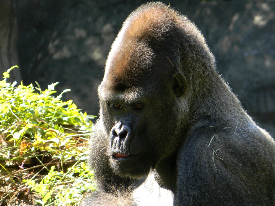 Safari primate monkey
