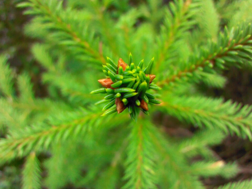 Needles scratchy macro