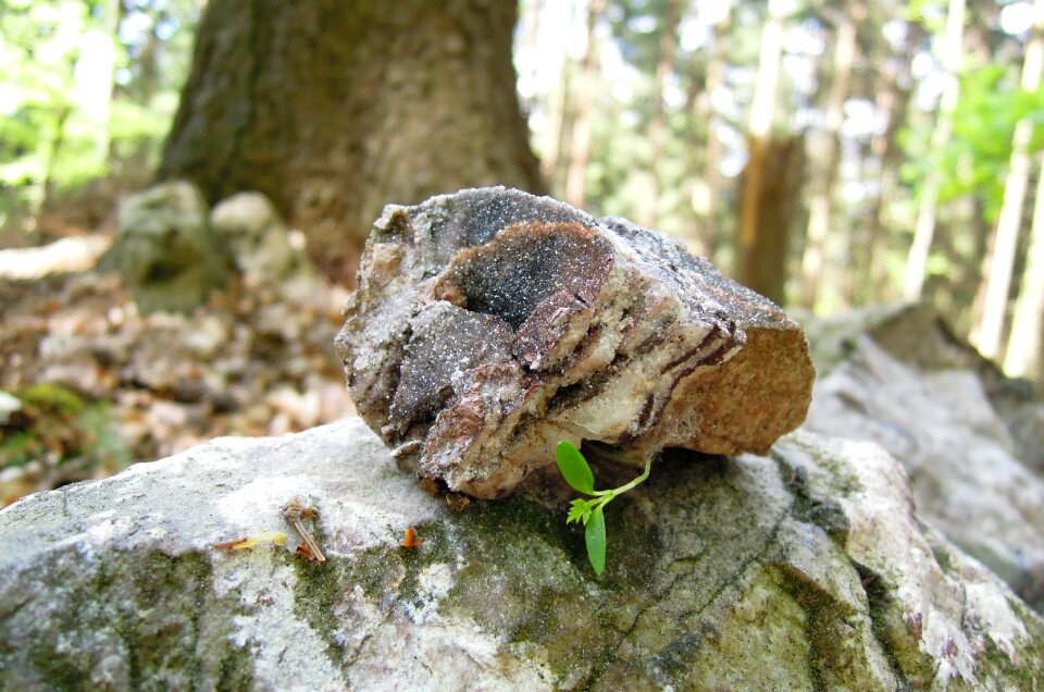 Foliation root stone with plant