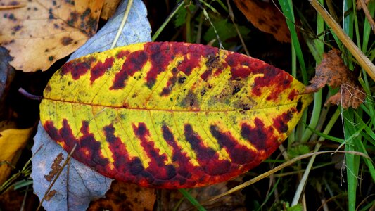 On the ground stalks of the leaves chlorophyll