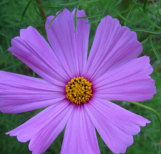 Simple pretty daisy-like