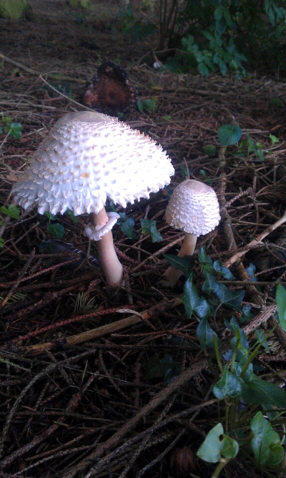 Autumn ivy toadstool