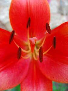 Flowers lilium nature