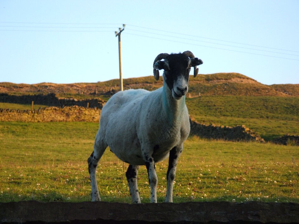 Agriculture animal grass