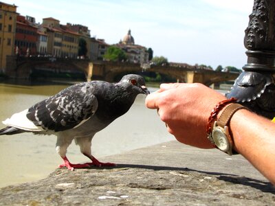 Florence pigeon feeding photo
