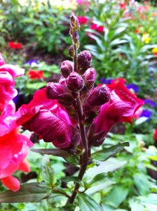 Ornamental plant garden red