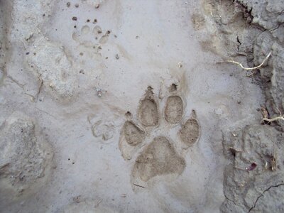 Dog mud surface photo