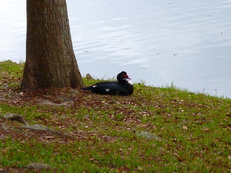 Ocala florida water resting