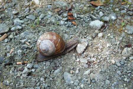 Shell animal nature