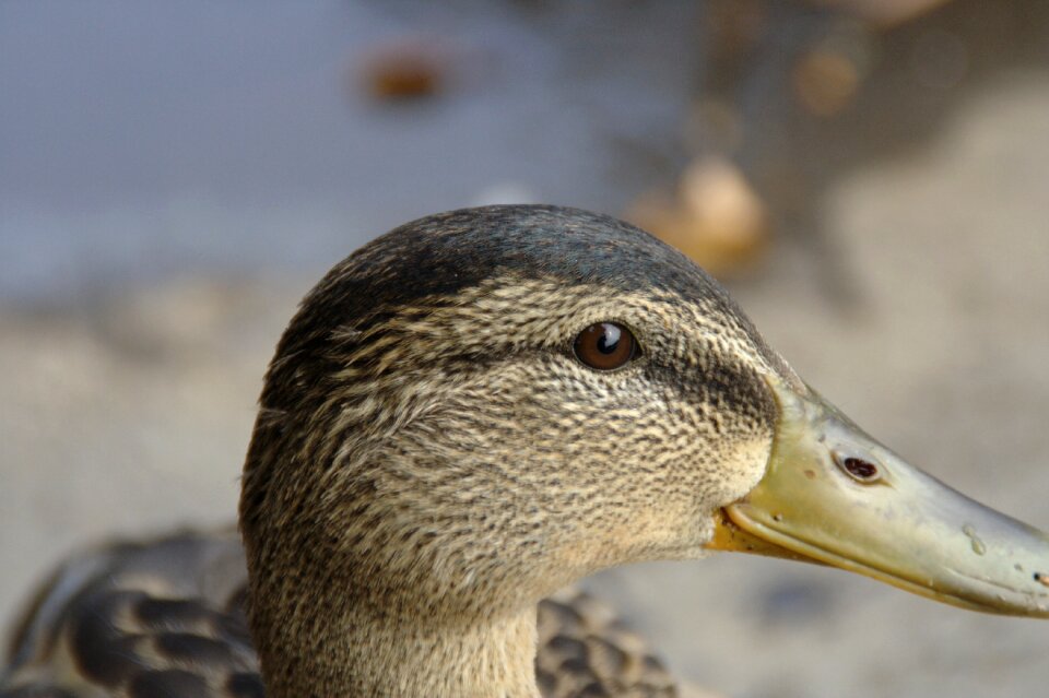 Head eye bill