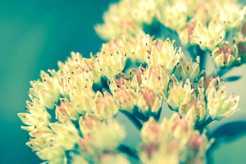 Yellow nature close-up