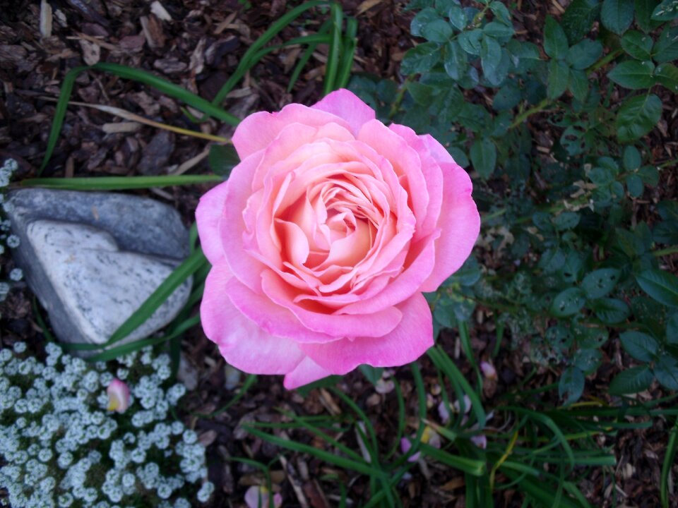Beautiful flower plant bloom