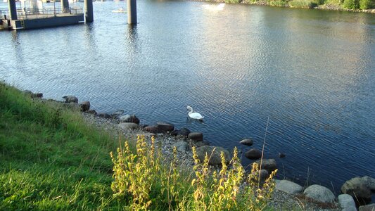 Bird swan stones photo