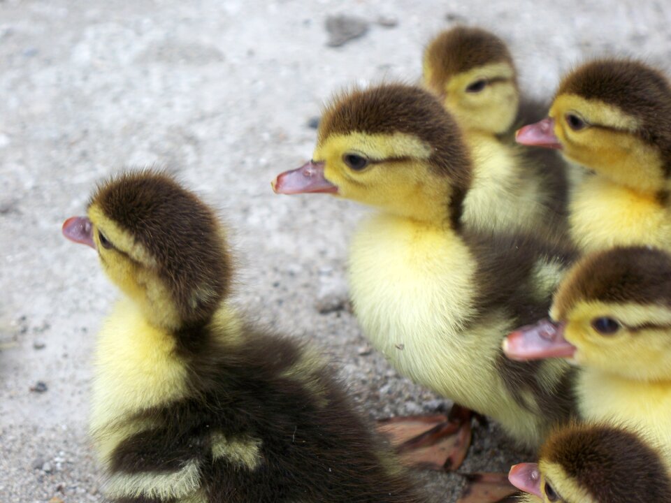 Nature duck spring