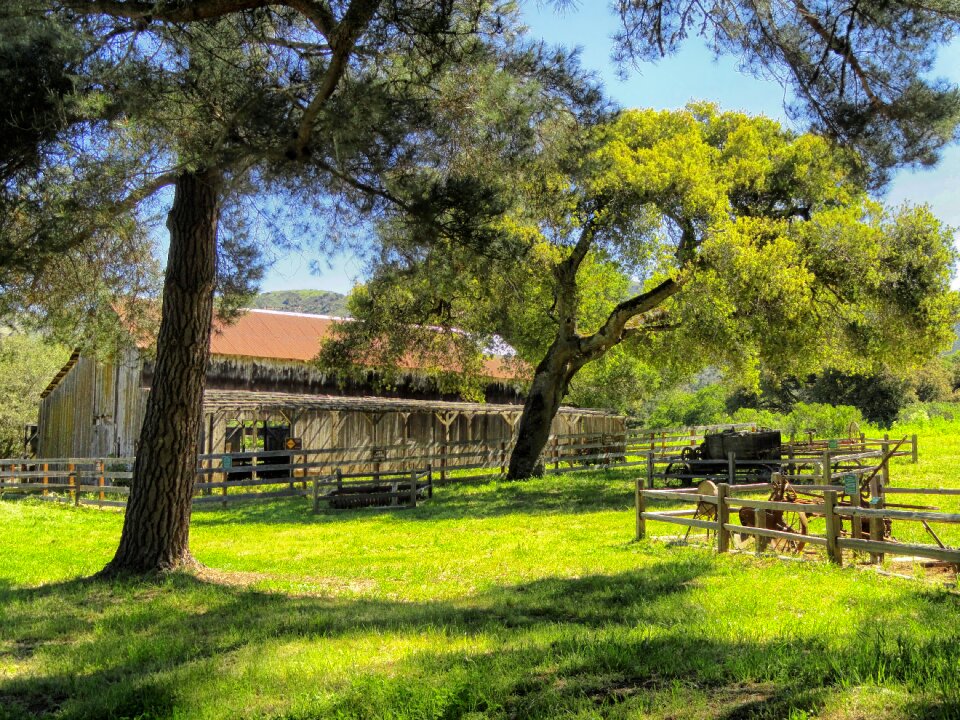 Rural rustic trees