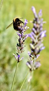Violet true lavender insect