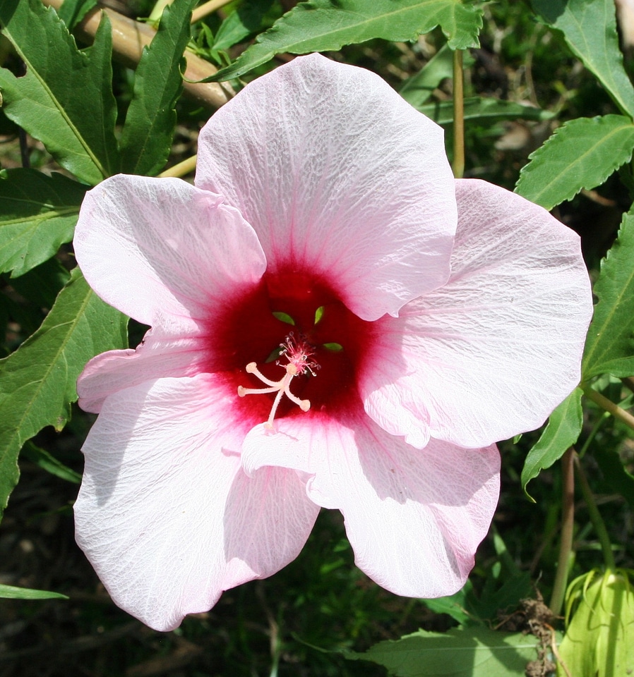 Floral blossom petal