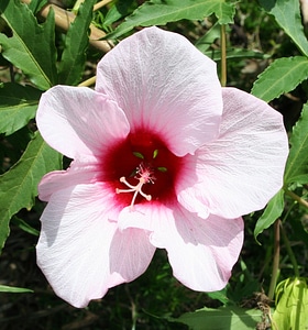 Floral blossom petal photo