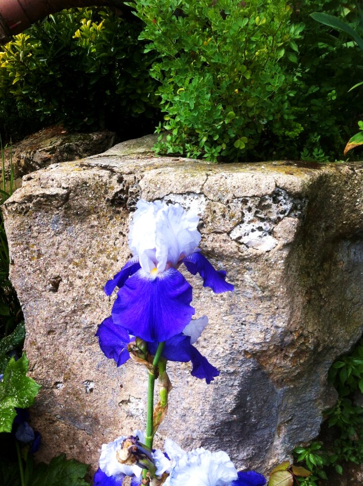 White nature stone