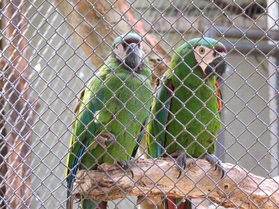 Macaws sorocaba brazil photo