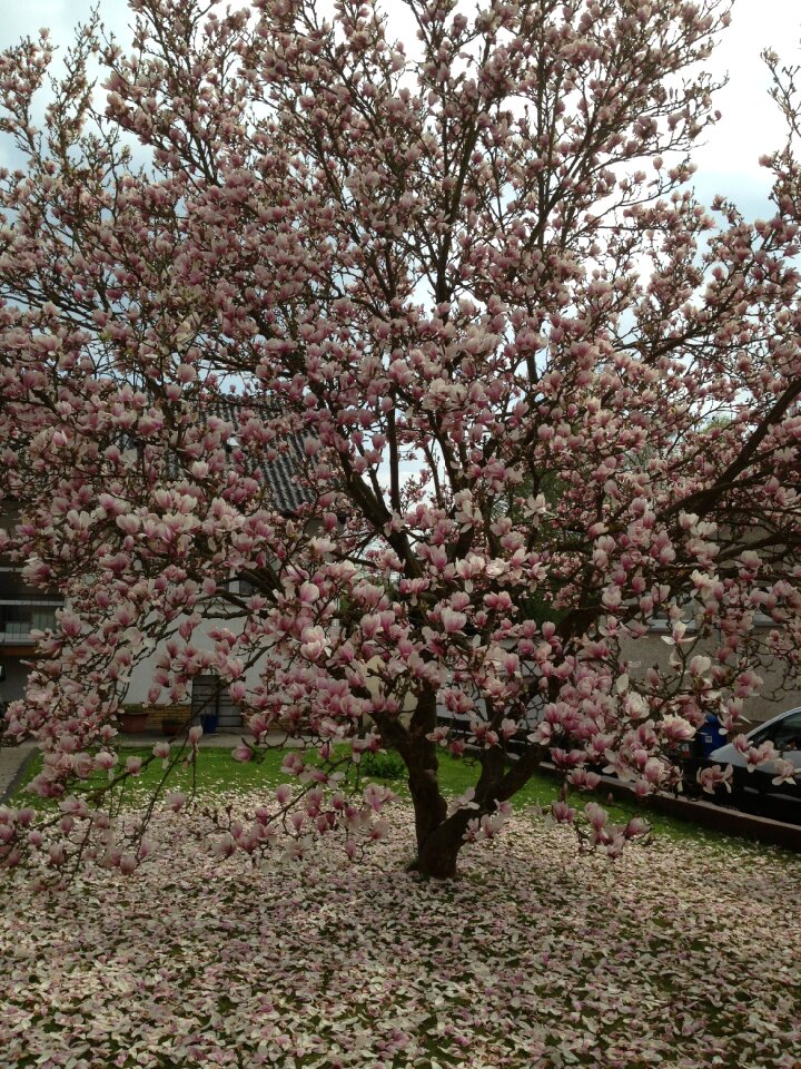 Bloom tree spring