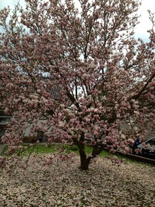 Bloom tree spring