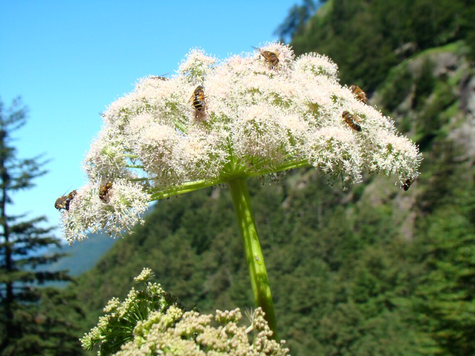 Forage flower insect