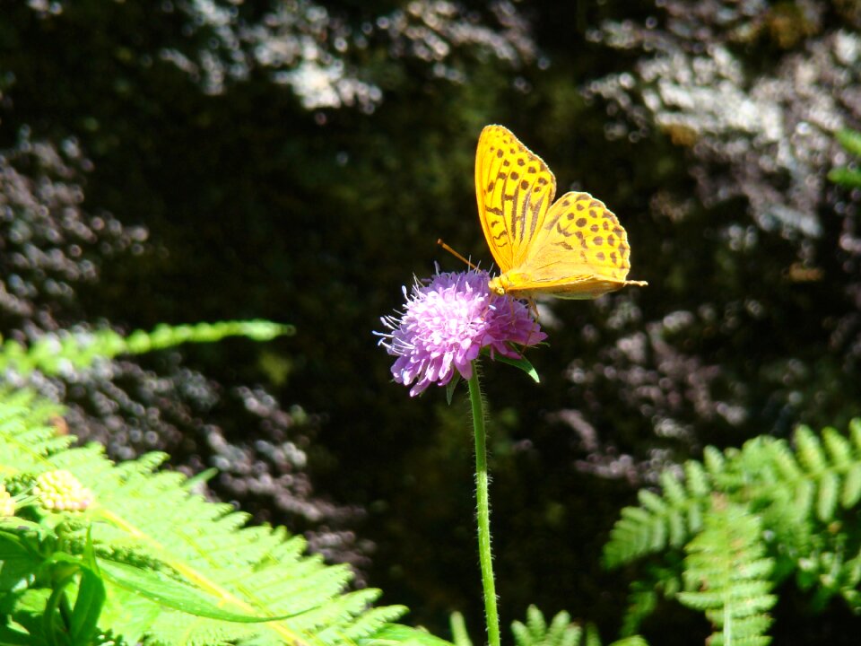 Insect garden nature