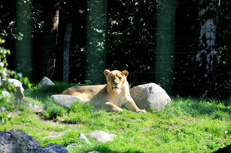 Lioness fur animal photo