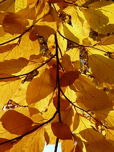 Deciduous tree golden autumn golden october