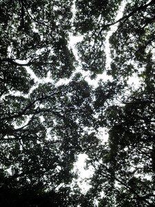 Forest wood silhouette