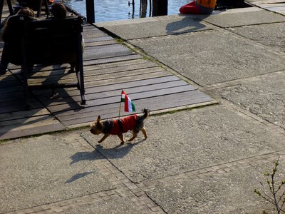 Dog funny hungarian flag