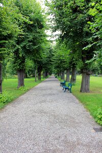 Avenue tree trees