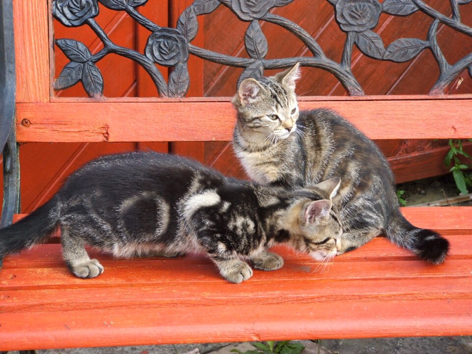 Animals pet grey