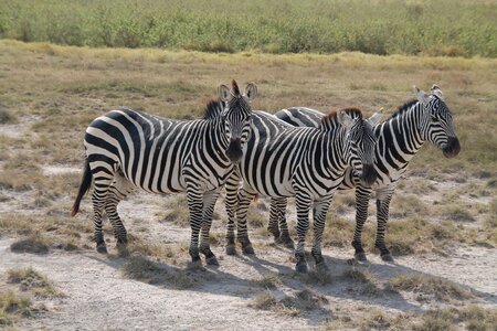 Safari zebras africa photo