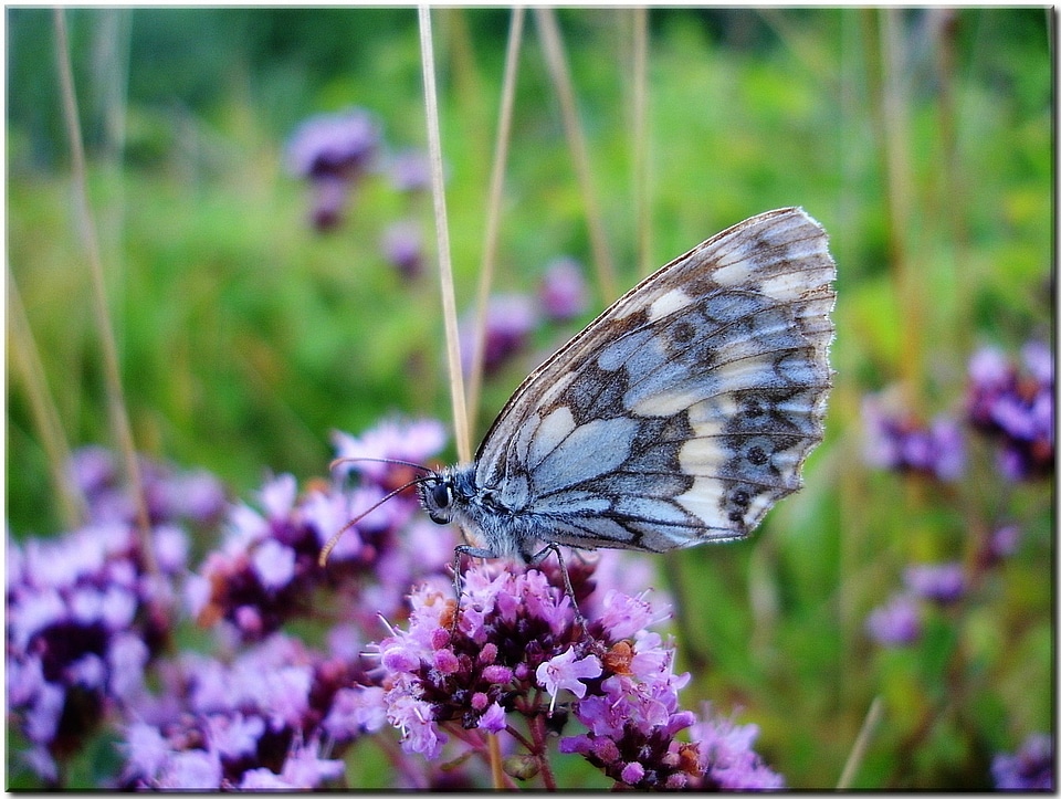 Nature summer flower blue