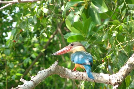 Bird tree sri lanka